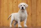 Labrador Retrievern Puppy