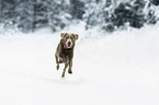 Labrador Retriever in the snow