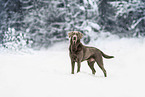 Labrador Retriever in the snow