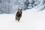 Labrador Retriever in the snow