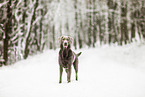 Labrador Retriever in the snow