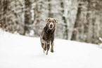 Labrador Retriever in the snow