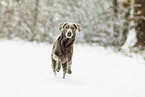 Labrador Retriever in the snow