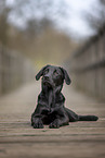 Labrador Retriever in autumn