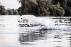 female Labrador Retriever