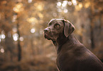 brown Labrador Retriever