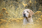 blonde Labrador Retriever