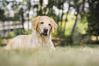 blonde Labrador Retriever