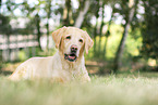 blonde Labrador Retriever