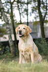 blonde Labrador Retriever