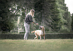 blonde Labrador Retriever