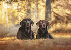 2 Labrador Retriever