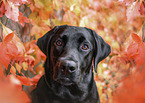 black Labrador Retriever