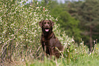 brown Labrador Retriever