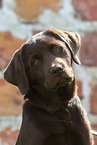 young brown Labrador