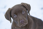 young brown Labrador