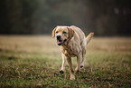 blonde Labrador Retriever