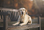 male Labrador Retriever