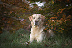 male Labrador Retriever