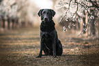 black Labrador Retriever