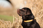 male Labrador Retriever