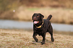 male Labrador Retriever