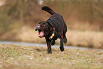 male Labrador Retriever