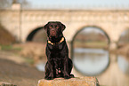 male Labrador Retriever