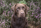 Labrador Retriever in summer