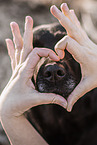 male Labrador Retriever