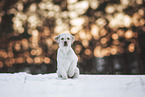 Labrador Retriever Puppy