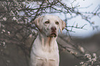 adult Labrador Retriever