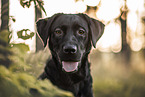 adult Labrador Retriever