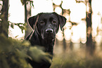 adult Labrador Retriever