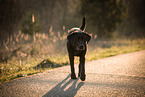 black Labrador Retriever