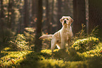 blonde Labrador Retriever