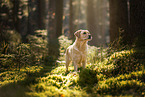 blonde Labrador Retriever