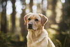 blonde Labrador Retriever