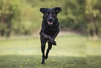 female Labrador Retriever