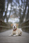 female Labrador Retriever