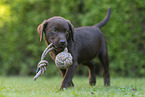 Labrador Retriever Puppy