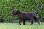 Labrador Retriever Puppy