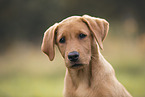 Labrador Retriever Puppy