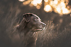 male Labrador Retriever