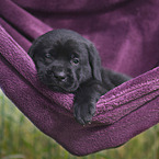 Labrador Retriever Puppy