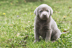 Labrador Retriever Puppy