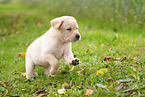 Labrador Retriever Puppy