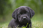 Labrador Retriever Puppy