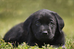 Labrador Retriever Puppy