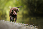 Labrador Retriever Puppy